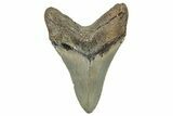 Serrated, Fossil Megalodon Tooth - North Carolina #272794-1